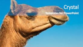  Presentation with safari - Cool new presentation with camel on safari - desert gujarat backdrop and a teal colored foreground