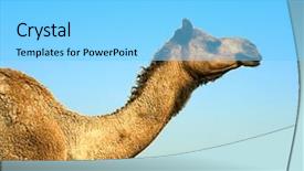  Presentation with safari - Slide set with camel on safari - desert gujarat background and a light blue colored foreground