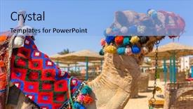  Presentation with camel - Presentation design having camel on the beach background and a  colored foreground