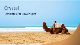  Presentation with camel - Presentation theme enhanced with camel-on-the-beach background and a sky blue colored foreground
