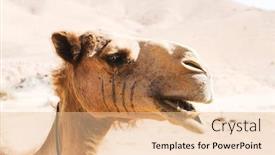  Presentation with animal nature - Cool new presentation design with camel-outdoor-in-dessert-animal backdrop and a lemonade colored foreground