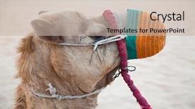  Presentation with desert storm camo - Slides having camel relaxing after crossing sandy background and a soft green colored foreground