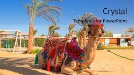  Presentation with oasis - Presentation theme having camel resting in shadow background and a teal colored foreground