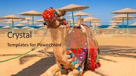  Presentation with camel - Audience pleasing PPT theme consisting of camel resting in shadow backdrop and a yellow colored foreground