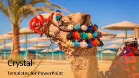  Presentation with camel - Presentation enhanced with camel resting in shadow background and a yellow colored foreground