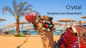  Presentation with camel - PPT theme consisting of camel resting in shadow background and a light blue colored foreground
