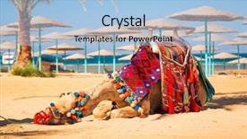  Presentation with camel - Colorful presentation theme enhanced with camel resting in shadow backdrop and a light blue colored foreground
