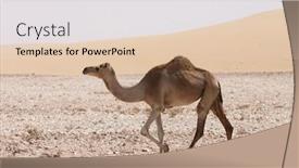  Presentation with camel - Amazing presentation having camel-roaming-free backdrop and a lemonade colored foreground