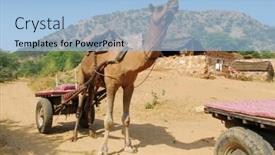  Presentation with camel - Cool new PPT theme with camel-safari-in-desert-near backdrop and a light blue colored foreground