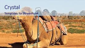  Presentation with camel - Beautiful slides featuring camel sitting with saddle backdrop and a sky blue colored foreground