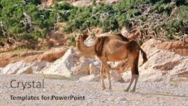  Presentation with camel - Slide set enhanced with camel-socora-island-yemen background and a soft green colored foreground