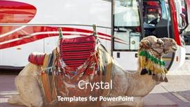  Presentation with public transport - Cool new PPT theme with camel-tourist-attraction-and-public backdrop and a tawny brown colored foreground