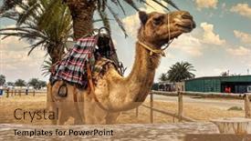  Presentation with camel - PPT theme consisting of camel-with-a-saddle background and a coral colored foreground
