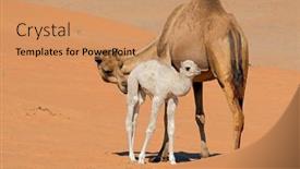  Presentation with camel - Theme having camel-with-a-young-calve background and a coral colored foreground