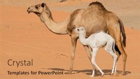  Presentation with camel - Presentation with camel-with-a-young-calve background and a coral colored foreground