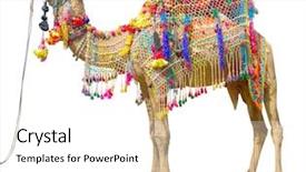  Presentation with camel - PPT theme featuring camel with traditional decoration isolated background and a white colored foreground