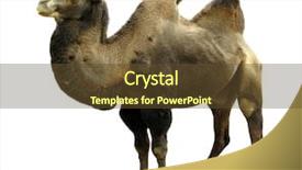  Presentation with camel - PPT layouts having camel with two humps bactrian background and a tawny brown colored foreground