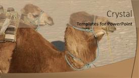  Presentation with camel - 