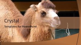  Presentation with oasis - PPT theme with camel background and a  colored foreground