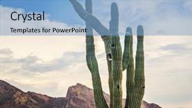  Presentation with saguaro - Presentation design consisting of camelback mountain in background scottsdale background and a light blue colored foreground