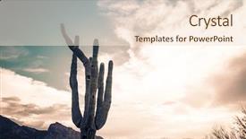  Presentation with saguaro - Theme featuring wedding bridal bouquet of roses isolated background and a light gray colored foreground