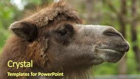  Presentation with camel - Amazing PPT layouts having cameleer - bactrian camel camelus bactrianus domesticated backdrop and a tawny brown colored foreground