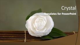  Presentation with bamboo - Colorful theme enhanced with camellia-blossoms-on-bamboo-mat backdrop and a tawny brown colored foreground