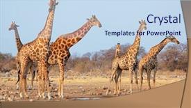  Presentation with philippine national hero - Beautiful theme featuring camelopardalis at a waterhole etosha backdrop and a sky blue colored foreground