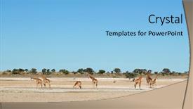  Presentation with south africa - Theme with camelopardalis at a waterhole kalahari background and a light blue colored foreground