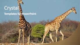  Presentation with natural - Slide deck having camelopardalis in natural habitat etosha background and a  colored foreground