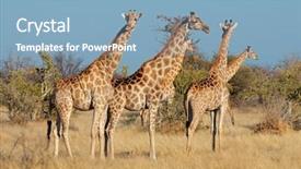  Presentation with natural - Amazing slide deck having camelopardalis in natural habitat etosha backdrop and a  colored foreground
