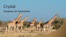  Presentation with natural - Presentation theme consisting of camelopardalis in natural habitat etosha background and a  colored foreground