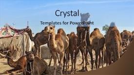  Presentation with camel - Presentation design consisting of camels at pushkar mela pushkar background and a light blue colored foreground