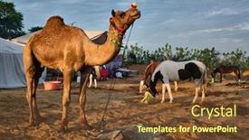  Presentation with camel - PPT layouts consisting of camels-at-pushkar-mela-pushkar background and a tawny brown colored foreground
