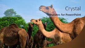  Presentation with camel - Beautiful slides featuring camels-at-pushkar-mela-pushkar backdrop and a light blue colored foreground