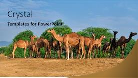  Presentation with rajasthan - PPT layouts featuring camels-at-pushkar-mela-pushkar background and a light blue colored foreground