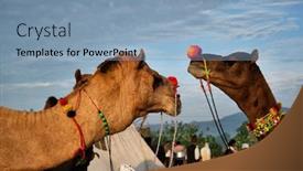  Presentation with rajasthan - Cool new slides with camels-at-pushkar-mela-pushkar backdrop and a light blue colored foreground