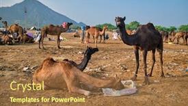  Presentation with rajasthan - Theme enhanced with camels-at-pushkar-mela-pushkar background and a tawny brown colored foreground