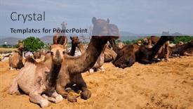  Presentation with camel - Colorful slide deck enhanced with camels-at-pushkar-mela-pushkar backdrop and a light blue colored foreground