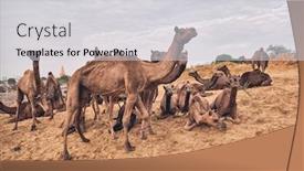  Presentation with camel - Cool new presentation with camels-at-pushkar-mela-pushkar backdrop and a light gray colored foreground