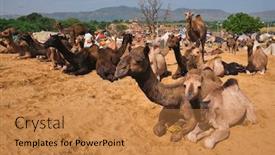  Presentation with camel - Slides consisting of camels-at-pushkar-mela-pushkar background and a coral colored foreground