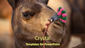  Presentation with multi cultural - Amazing PPT theme having camels-at-the-pushkar-fair backdrop and a tawny brown colored foreground