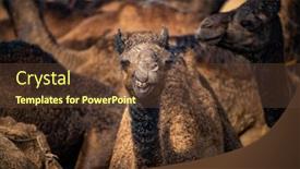  Presentation with livestock - Slides consisting of camels-at-the-pushkar-fair background and a tawny brown colored foreground