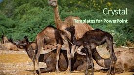  Presentation with multi cultural - Beautiful presentation theme featuring camels-at-the-pushkar-fair backdrop and a tawny brown colored foreground