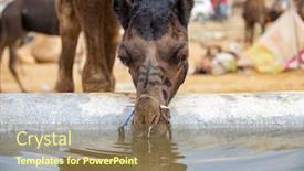  Presentation with multi cultural - Slides consisting of camels-at-the-pushkar-fair background and a coral colored foreground