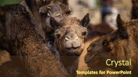  Presentation with livestock - Beautiful presentation theme featuring camels-at-the-pushkar-fair backdrop and a tawny brown colored foreground