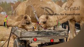  Presentation with livestock - PPT theme with camels-at-the-pushkar-fair background and a coral colored foreground
