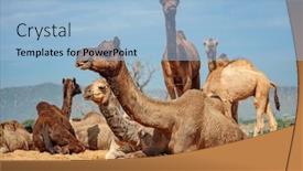  Presentation with multi cultural - Colorful slides enhanced with camels-at-the-pushkar-fair backdrop and a light blue colored foreground