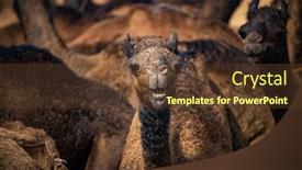  Presentation with livestock - Presentation theme having camels-at-the-pushkar-fair background and a tawny brown colored foreground