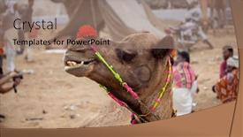  Presentation with livestock - Presentation theme consisting of camels-at-the-pushkar-fair background and a coral colored foreground